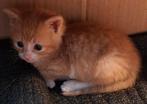 Lief katertje, Dieren en Toebehoren, Katten en Kittens | Raskatten | Langhaar, Meerdere dieren, Ontwormd