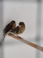 Kanaries  jonge  harlekijn 2 stuks, Dieren en Toebehoren, Vogels | Kanaries, Meerdere dieren