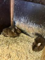3 rexkonijn / dwergkonijn vrouwtjes, halfzusjes, Vrouwelijk, Dwerg, 0 tot 2 jaar