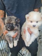 Mini Pomsky pups, Dieren en Toebehoren, Honden | Niet-rashonden, 8 tot 15 weken, Meerdere, Meerdere dieren, Klein