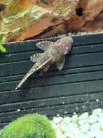 2 jonge ancistrus, Vis