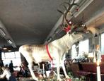 Rendier te huur te koop opgezet rudolf, Ophalen, Zo goed als nieuw