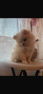 Met trots bied ik onze Pomeriaan pup te koop aan., September, Vrouwelijk