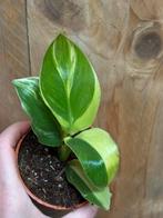 Strelitzia nicolai variegata plant lemon aurea lime yellow, Huis en Inrichting, Ophalen of Verzenden, Halfschaduw, Minder dan 100 cm