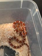 Te koop aangeboden zeer mooie slangetje van 2024, Dieren en Toebehoren, Reptielen en Amfibieën, Amfibie, 0 tot 2 jaar