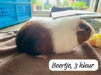 Cavia jongen! Prachtige 3 kleur en langharig, Dieren en Toebehoren, Knaagdieren, Cavia, Augustus, Mannelijk, Tam