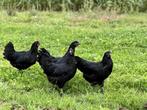 Jonge tamme Australorp kippen zwart gesekst en ingeënt, Dieren en Toebehoren, Pluimvee, Vrouwelijk, Kip