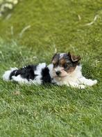 Biewer Yok pupjes, Dieren en Toebehoren, Honden | Jack Russells en Terriërs, Yorkshire Terriër, België, CDV (hondenziekte), 8 tot 15 weken
