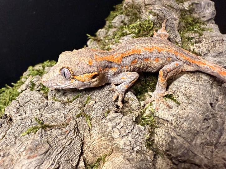 Gargoyle gekko – Rhacodactylus auriculatus