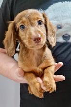 Leuke teckel kruising pups, Dieren en Toebehoren, Honden | Teckels en Dashonden, Parvo, Nederland, 8 tot 15 weken, Dwerg