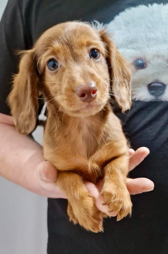 Leuke teckel kruising pups, Dieren en Toebehoren, Honden | Teckels en Dashonden, Meerdere dieren, Langhaar, Dwerg, Fokker | Professioneel