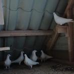 Te koop witte duiven., Dieren en Toebehoren, Vogels | Duiven, Meerdere dieren, Overige soorten
