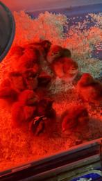 Rhode Island Red kuikens, Dieren en Toebehoren, Pluimvee, Geslacht onbekend, Kip