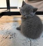 2 Raszuivere Britse Korthaar kittens, vader ook aanwezig., Dieren en Toebehoren, Meerdere dieren, Ontwormd