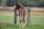 New Forest hengstveulen te koop, Dieren en Toebehoren, 0 tot 2 jaar, Hengst, Onbeleerd, Recreatiepony