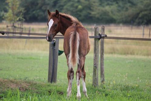 New Forest hengstveulen te koop, Dieren en Toebehoren, Pony's, Hengst, Onbeleerd, D pony (1.37m tot 1.48m), Recreatiepony, 0 tot 2 jaar