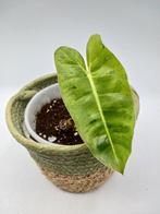 Philodendron Hybride (Burle Marx X Paraiso Verde Mint) plant, Huis en Inrichting, Kamerplanten, Ophalen of Verzenden
