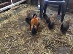 Krielkippen en fryske hinnen, Dieren en Toebehoren, Pluimvee, Meerdere dieren, Kip