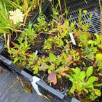 Laatste 6 stuks Scabiosa Ochroleuca - vaste plant, Tuin en Terras, Ophalen, Zomer, Vaste plant, Overige soorten