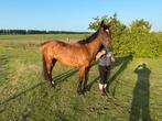 E-pony te koop, Dieren en Toebehoren, Pony's, Merrie, Recreatiepony