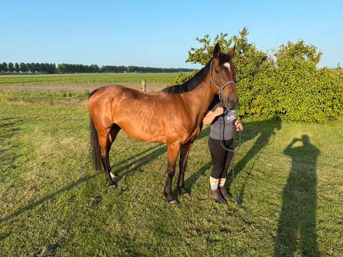 E-pony te koop, Dieren en Toebehoren, Pony's, Merrie, Recreatiepony