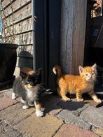Tamme kittens te koop, Dieren en Toebehoren, Katten en Kittens | Overige Katten, Meerdere dieren, Kortharig, 0 tot 2 jaar