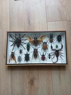 Alleen ophalen. Opgezette insecten in lijst.