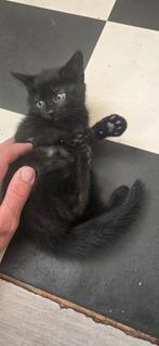Zwarte poesje, Dieren en Toebehoren, Katten en Kittens | Raskatten | Korthaar, Poes