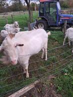 witte stamboek melkgeiten dekbok te koop. 4, Dieren en Toebehoren, Mannelijk, Geit