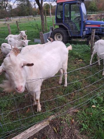 witte stamboek melkgeiten dekbok te koop. 4 beschikbaar voor biedingen