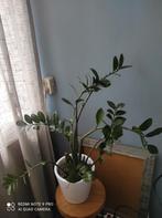 Kamer plant.  Gratis ophalen, Huis en Inrichting, Kamerplanten, Ophalen, Halfschaduw, Minder dan 100 cm