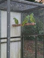 Geelnek amazone, Dieren en Toebehoren, Vogels | Parkieten en Papegaaien, Meerdere dieren, Papegaai, Tam
