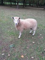 Schaap ooi, Dieren en Toebehoren, Vrouwelijk, Schaap, 0 tot 2 jaar