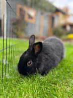 Twee lieve zwarte konijnen (zusjes) met kooi – 3 jaar oud, Dieren en Toebehoren, Konijnen, Vrouwelijk, Middelgroot, 3 tot 5 jaar
