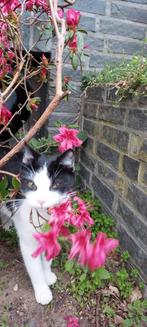 9 Spoed: fijne huis en tuin voor poes, Dieren en Toebehoren, Katten en Kittens | Overige Katten, Meerdere dieren