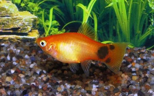 XIPH RET platy Gold Mickey, Dieren en Toebehoren, Vissen | Aquariumvissen, Zoetwatervis, Vis, Schoolvis