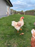 Wyandotte kriel haan (Zalm), Dieren en Toebehoren, Pluimvee, Mannelijk, Kip
