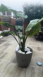 Paradijsplant 80 l pot, Ophalen, Overige soorten, Volle zon