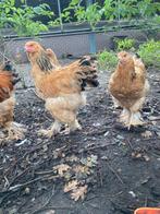 Trio bramha Buff columbia, Dieren en Toebehoren, Pluimvee, Meerdere dieren, Kip