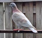 Kleurpostduif doffer 2025, Dieren en Toebehoren, Vogels | Duiven, Mannelijk, Postduif