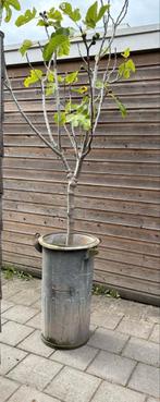 Zinken plantenbak / emmer, Ophalen, Gebruikt, Minder dan 60 cm, Rond