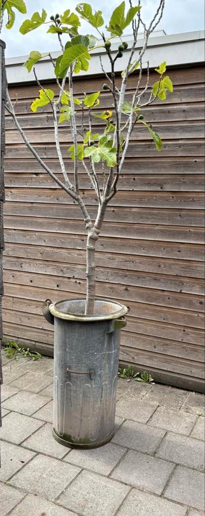 Zinken plantenbak / emmer, Tuin en Terras, Bloembakken en Plantenbakken, Gebruikt, Metaal, Minder dan 60 cm, Rond, Ophalen