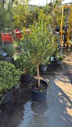 Olijf boompje opstam winterhard kan zonder stok gepland29,95, Ophalen, Zomer, Vaste plant, Halfschaduw