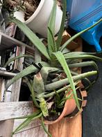 Grote Aloe Vera, Tuin en Terras, Planten | Tuinplanten, Ophalen of Verzenden, Overige soorten
