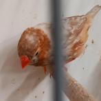 Prachtig koppel oranjeborst/isabel zebravinken., Dieren en Toebehoren, Vogels | Overige Vogels, Meerdere dieren, Tropenvogel, Geringd