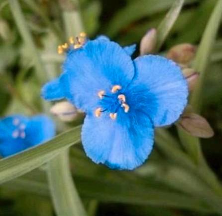 Tradescantia Ohiensis, Vaderplant, Tuin en Terras, Planten | Tuinplanten, Vaste plant, Zomer, Ophalen