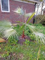 Palm palmboom, 100 tot 150 cm, Palm, Halfschaduw, Ophalen