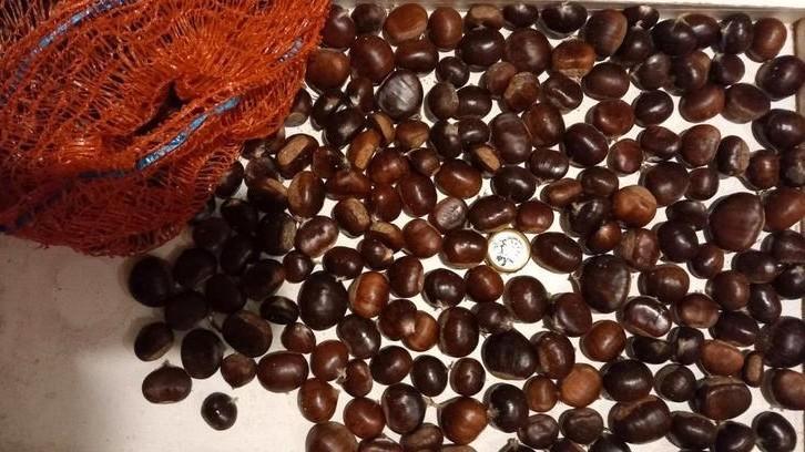 De laatste tamme kastanjes,verzenden mogelijk !, Tuin en Terras, Bloembollen en Zaden, Volle zon, Ophalen of Verzenden