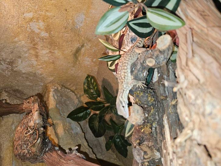 Varanus acanthures stekelstaartvaraan