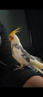 Vermist vanuit oeffelt, Dieren en Toebehoren, Vermiste en Gevonden Dieren, Vogel